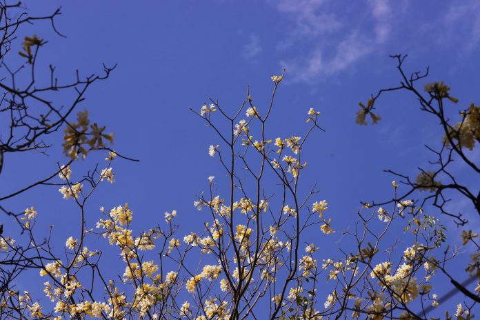 Meteorología anuncia un lunes con ambiente fresco a caluroso
