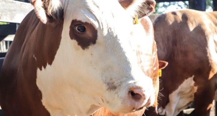 Capacitarán en estrategias de productividad a ganaderos de Paraguay, Brasil y Bolivia