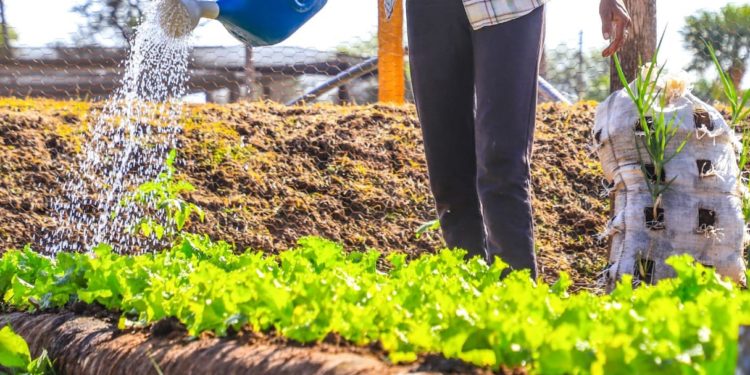 Pandemia no afectó considerablemente sistema alimentario del Paraguay, según FAO