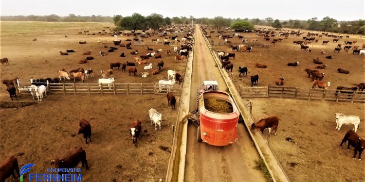 Confinamiento de ganado: una técnica útil para las épocas secas de invierno