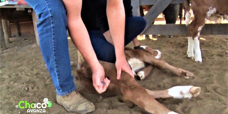 SAP Chortitzer: especialistas en el manejo sanitario eficiente del ganado bovino SAP Chortitzer: especialistas en el manejo sanitario eficiente del ganado bovino