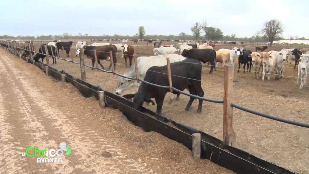 Procuran aumentar la cantidad y calidad de la producción de carne en el Chaco