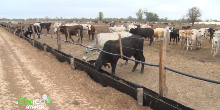 Procuran aumentar la cantidad y calidad de la producción de carne en el Chaco