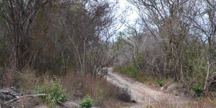 Denuncian apertura ilegal de camino en área protegida del Parque Defensores del Chaco Denuncian apertura ilegal de camino en área protegida del Parque Defensores del Chaco