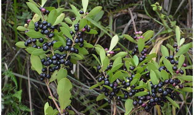 Itaipu conserva población nativa de yerba mate en sus reservas Itaipu conserva población nativa de yerba mate en sus reservas