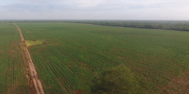 Las invasiones: grandes negocios para políticos Las invasiones: grandes negocios para políticos