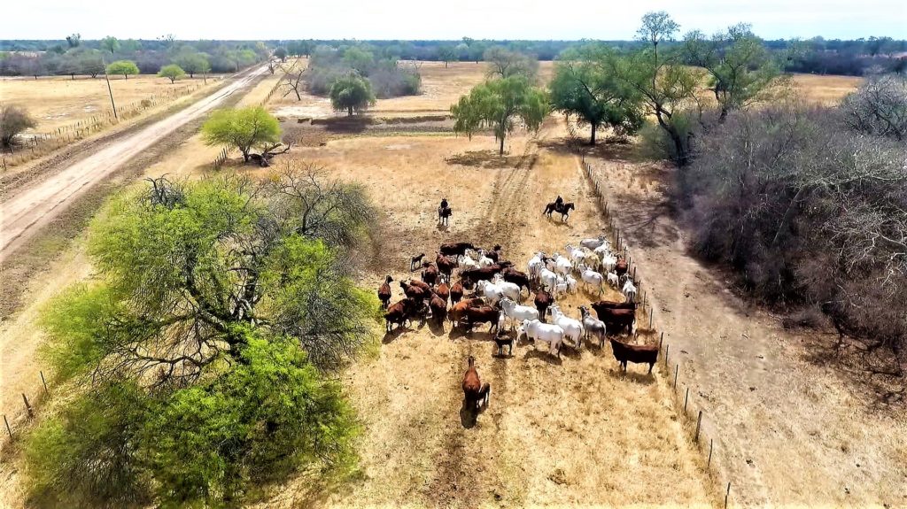 Mejoramiento genético en bovinos es la clave para una producción óptima en el Chaco