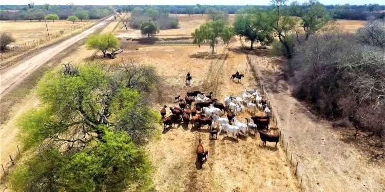 Mejoramiento genético en bovinos es la clave para una producción óptima en el Chaco Mejoramiento genético en bovinos es la clave para una producción óptima en el Chaco