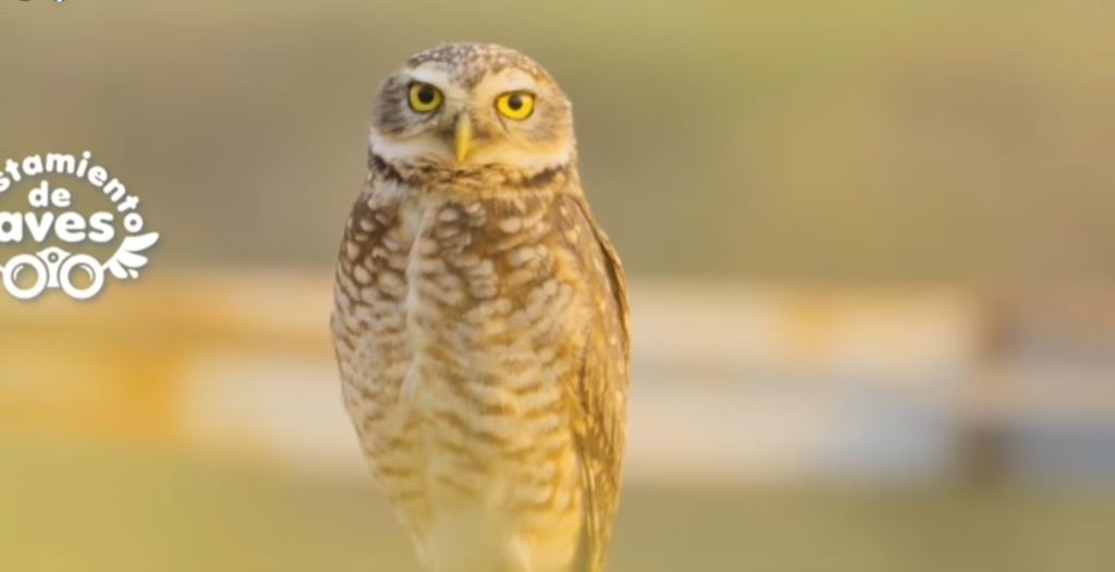 «Avistamiento de aves», la nueva propuesta turística del Resort Yacht para octubre