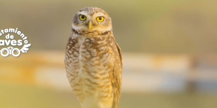 «Avistamiento de aves», la nueva propuesta turística del Resort Yacht para octubre «Avistamiento de aves», la nueva propuesta turística del Resort Yacht para octubre