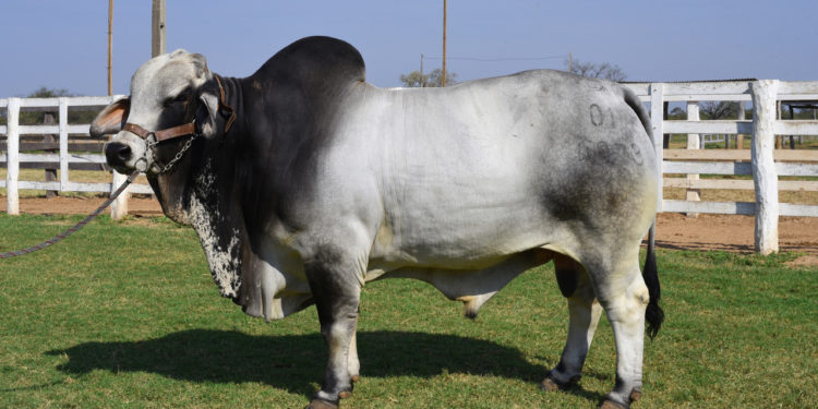 Chortitzer: mediante inseminación logran mejorar el ganado de los productores Chortitzer: mediante inseminación logran mejorar el ganado de los productores