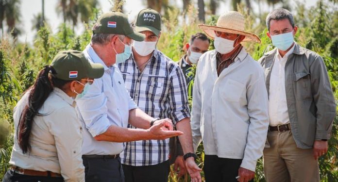 Mandatario resalta rentabilidad del cáñamo, rubro que puede revolucionar agricultura