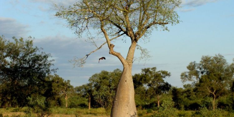 El Chaco paraguayo y sus climas extremos El Chaco paraguayo y sus climas extremos
