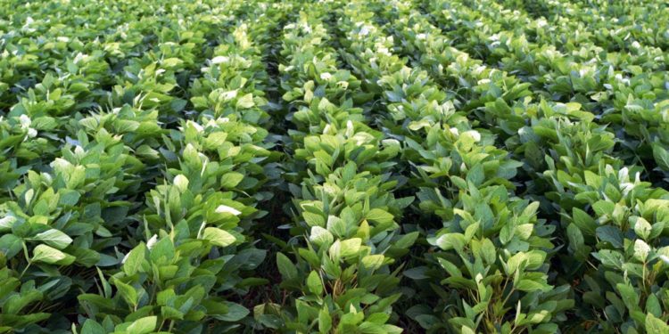 “Lanzamiento de la Siembra de Soja 2021” Fue declarada de Interés Nacional