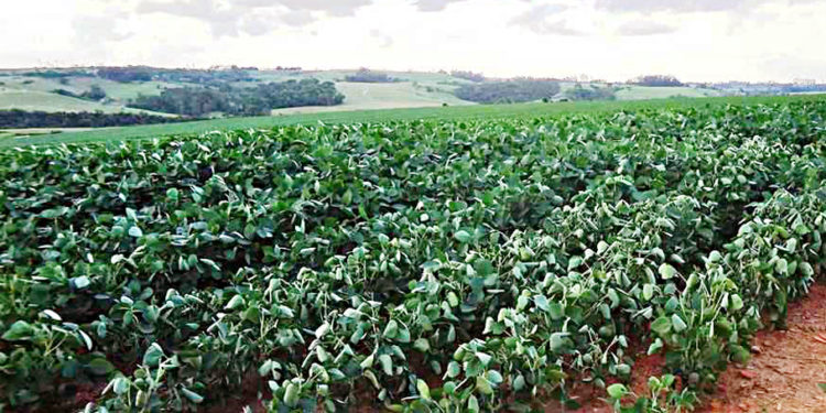 Declaran de interés nacional el XVIII lanzamiento de la siembra de soja – 2021