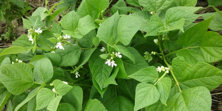Preparan seminario virtual sobre el cultivo del poroto en el Chaco