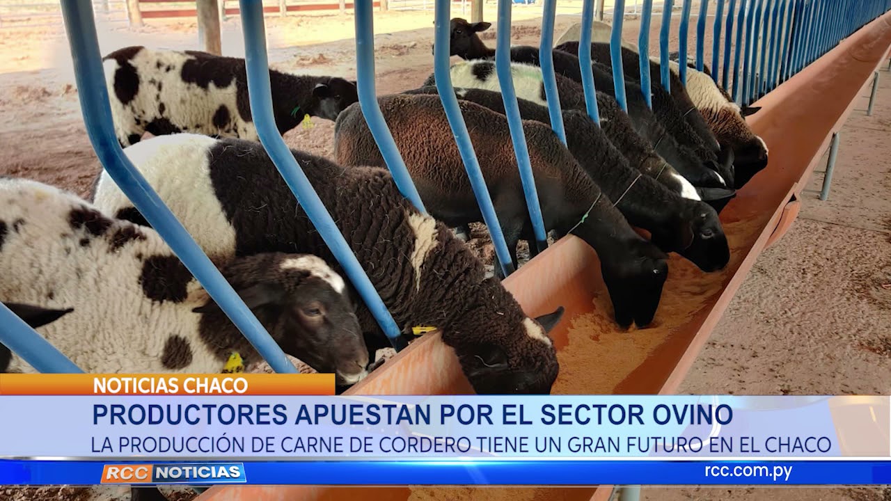 Productores apuestan a la producción de carve ovina