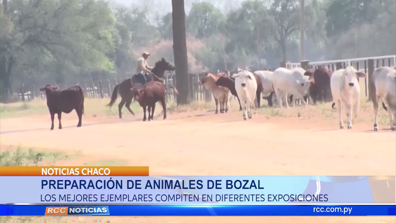 Preparación de animales de bozal