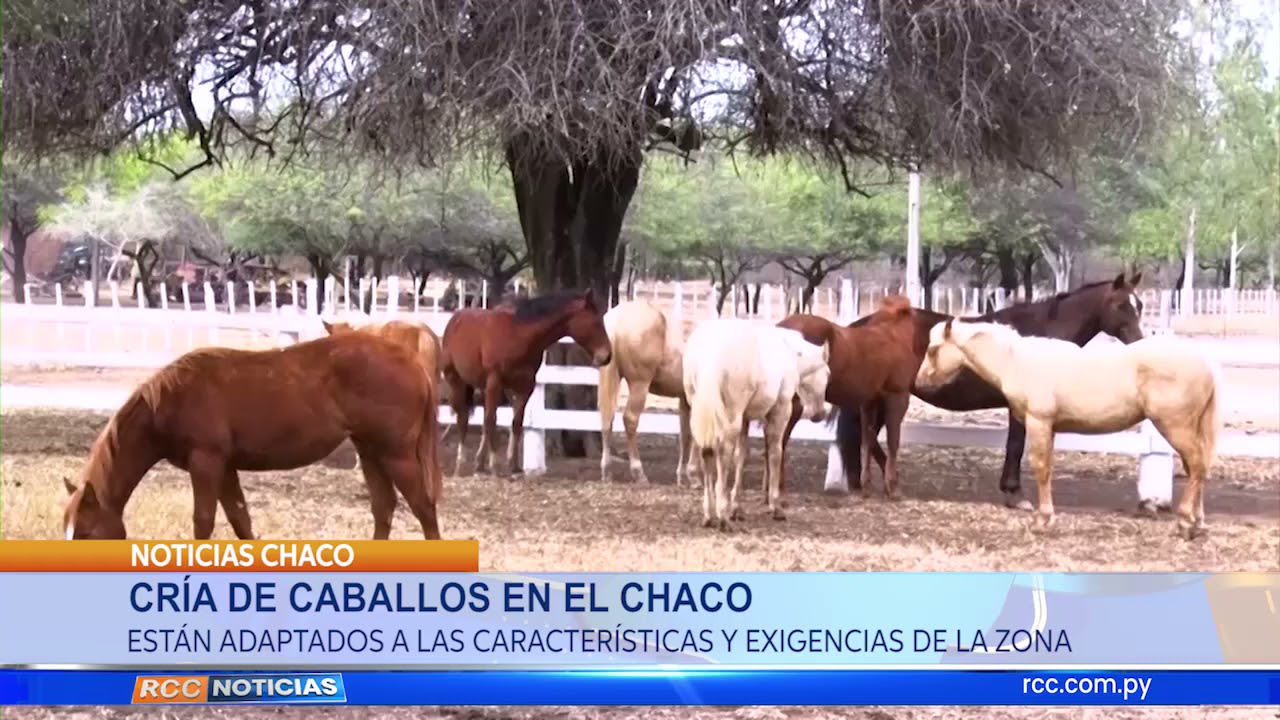 CRÍA DE CABALLOS EN EL CHACO