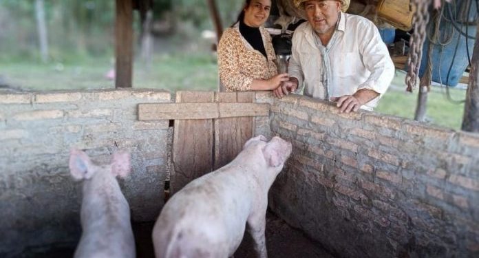 Productores apuntan a triplicar consumo de carne porcina en Paraguay