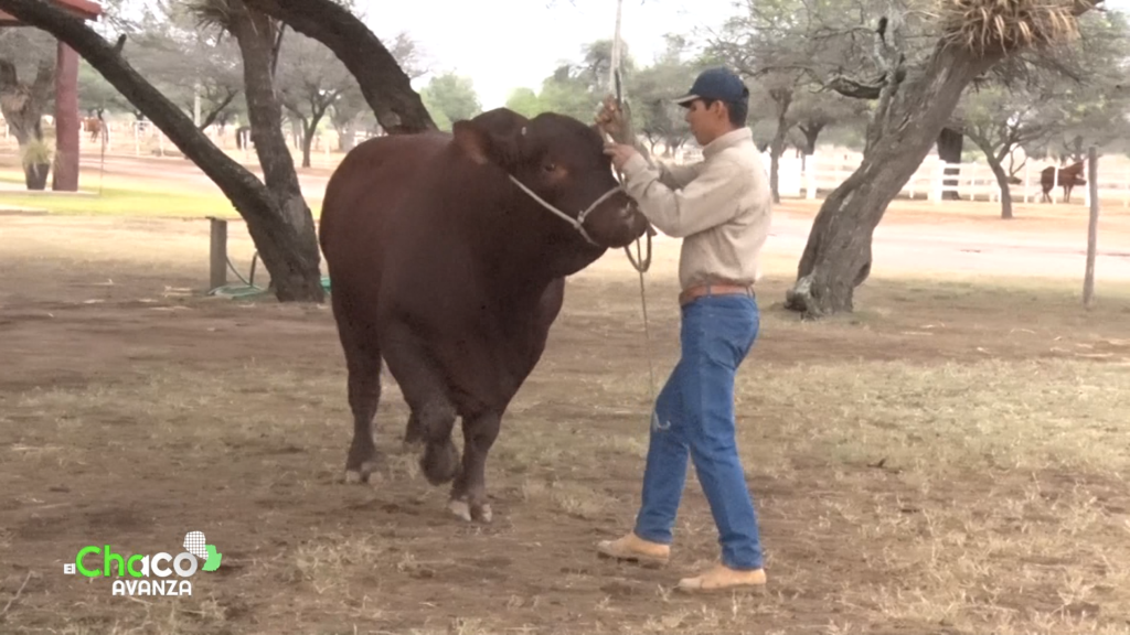 La selección genética y su mejoramiento son claves para la producción chaqueña La selección genética y su mejoramiento son claves para la producción chaqueña