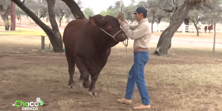 La selección genética y su mejoramiento son claves para la producción chaqueña La selección genética y su mejoramiento son claves para la producción chaqueña