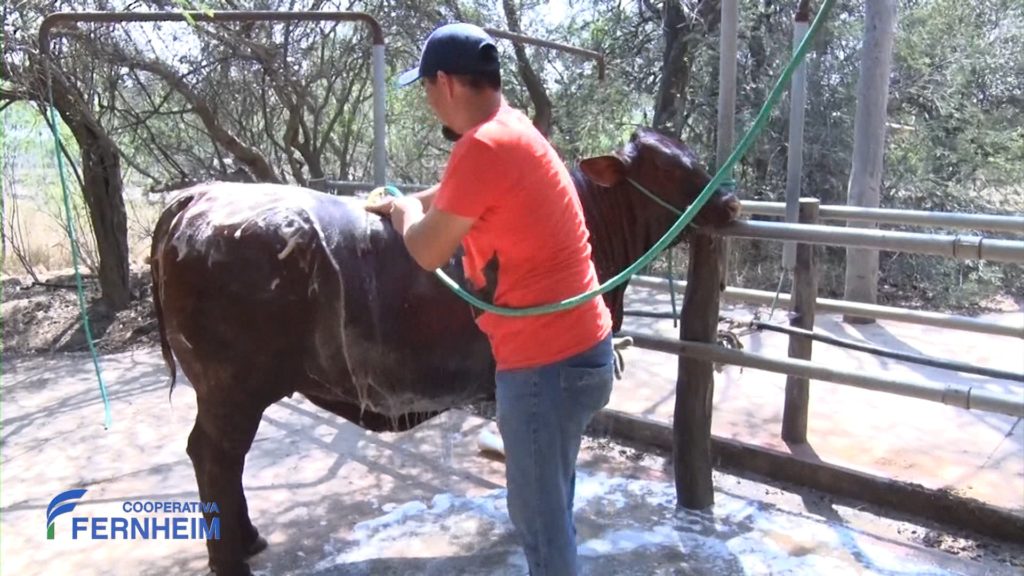 Preparación de Ganado para la competición en la Chacra Experimental Fernheim Preparación de Ganado para la competición en la Chacra Experimental Fernheim