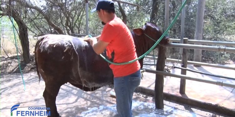 Preparación de Ganado para la competición en la Chacra Experimental Fernheim