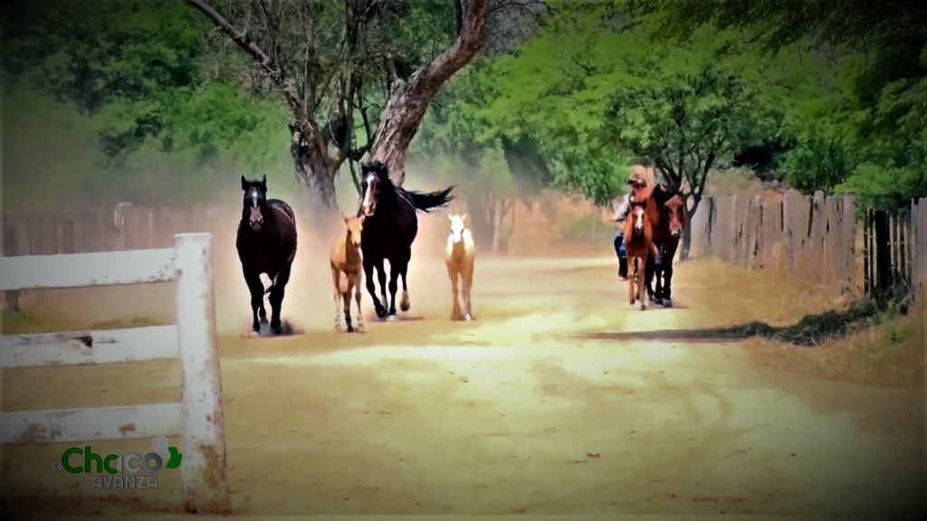 Cría de caballo en el Chaco: adaptado a las necesidades y características de la zona