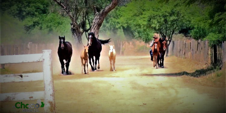 Cría de caballo en el Chaco: adaptado a las necesidades y características de la zona Cría de caballo en el Chaco: adaptado a las necesidades y características de la zona