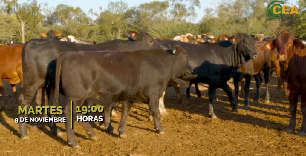 Habilitan inscripciones para feria de invernada Habilitan inscripciones para feria de invernada