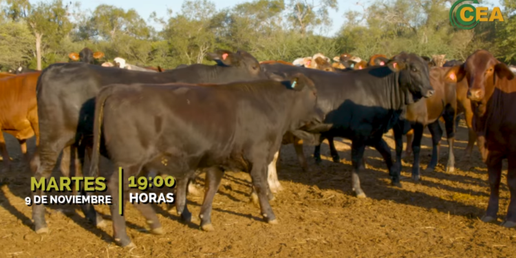 Habilitan inscripciones para feria de invernada Habilitan inscripciones para feria de invernada