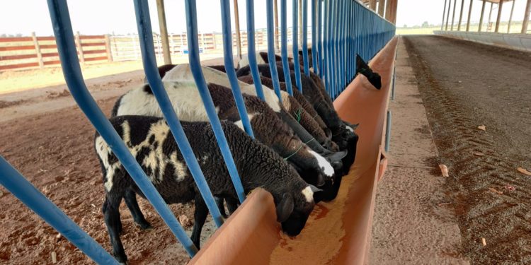 Fernheim apuesta fuertemente por la producción de carne ovina en el Chaco Fernheim apuesta fuertemente por la producción de carne ovina en el Chaco