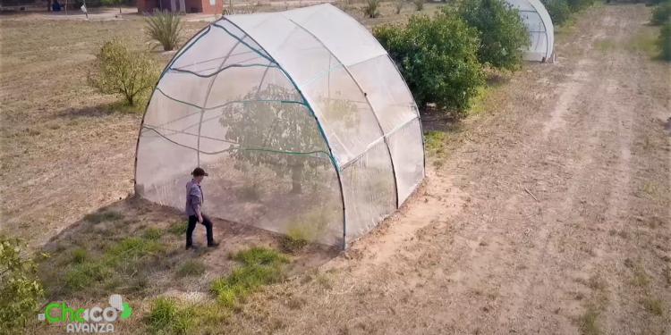 Desde los inicios los colonos siempre tuvieron gran interés por las plantas