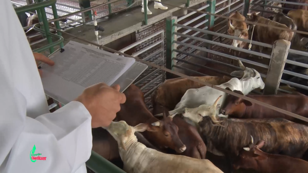 La importancia del bienestar animal previo al proceso de faenamiento de bovinos