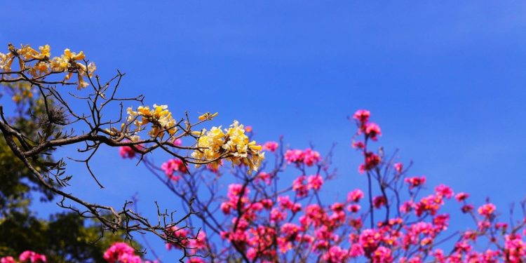 Inicio de semana laboral con ascenso de temperatura, pronostica Meteorología