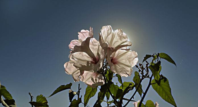 Meteorología anuncia temperaturas elevadas para hoy