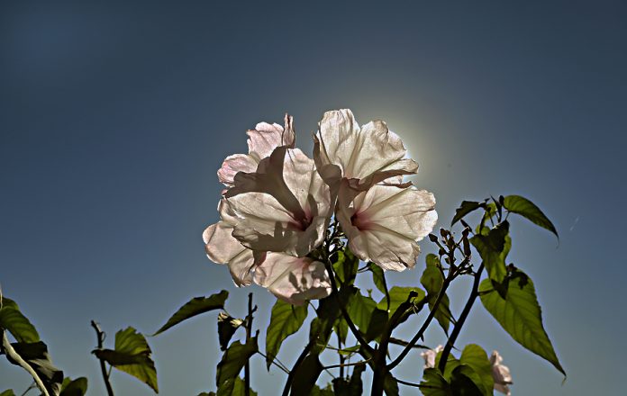 Meteorología anuncia temperaturas elevadas para hoy