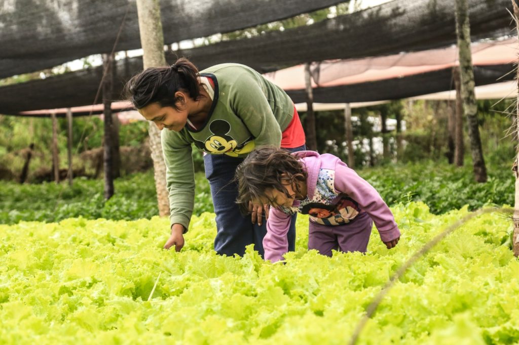 Familias indígenas y campesinas reciben insumos para instalación de 391 nuevas huertas