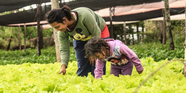 Familias indígenas y campesinas reciben insumos para instalación de 391 nuevas huertas