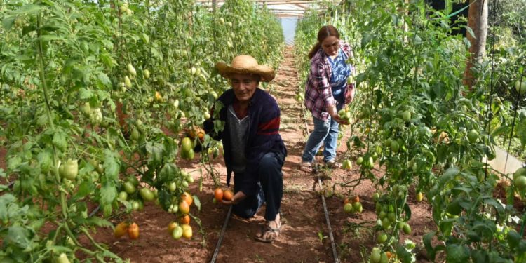 Indert exoneró de multas por mora a 304 familias campesinas Indert exoneró de multas por mora a 304 familias campesinas