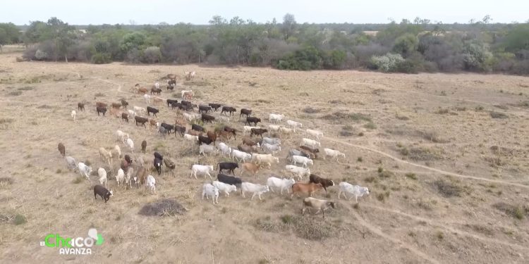 Ganadería en el Chaco: El paso de la cría extensiva a una producción más intensiva