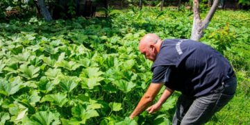 Granja penitenciaria acrecienta volumen de producción para autoconsumo y venta