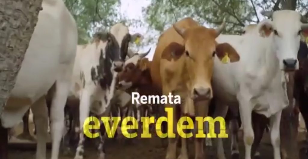 Renombradas cabañas participarán de la tradicional feria de invernada del CEA Renombradas cabañas participarán de la tradicional feria de invernada del CEA