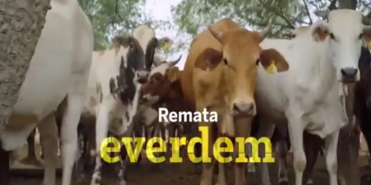 Renombradas cabañas participarán de la tradicional feria de invernada del CEA Renombradas cabañas participarán de la tradicional feria de invernada del CEA