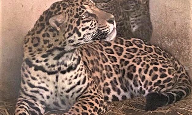 Nacen dos crías de yaguareté en el Refugio Faunístico Atinguy de Yacyretá