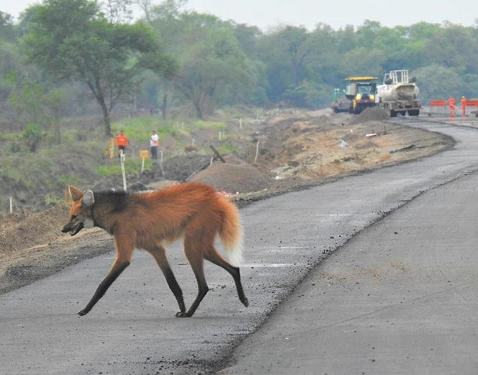 Activarán aplicación móvil para monitoreo y protección de la biodiversidad en rutas Activarán aplicación móvil para monitoreo y protección de la biodiversidad en rutas