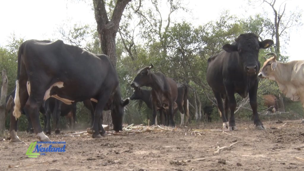 Cooperativa Cove-Pirizal: apoyando el desarrollo productivo al suroeste de Neuland Cooperativa Cove-Pirizal: apoyando el desarrollo productivo al suroeste de Neuland