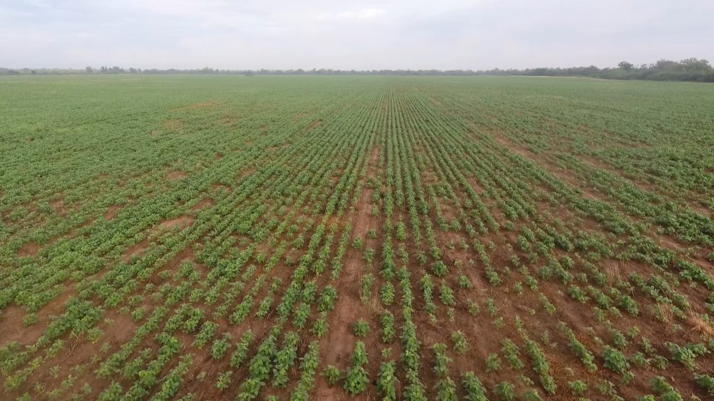 Mediante parcelas demostrativas buscan variedades de cultivo que se adapten al Chaco Mediante parcelas demostrativas buscan variedades de cultivo que se adapten al Chaco