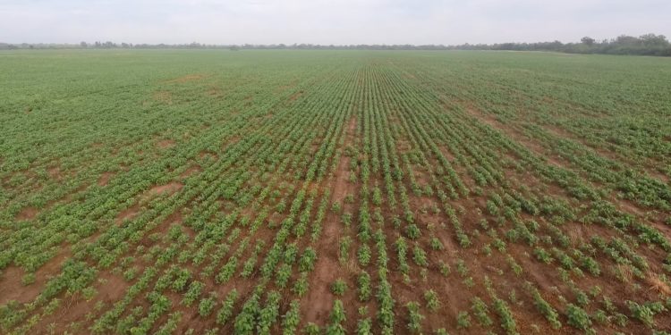 Mediante parcelas demostrativas buscan variedades de cultivo que se adapten al Chaco Mediante parcelas demostrativas buscan variedades de cultivo que se adapten al Chaco